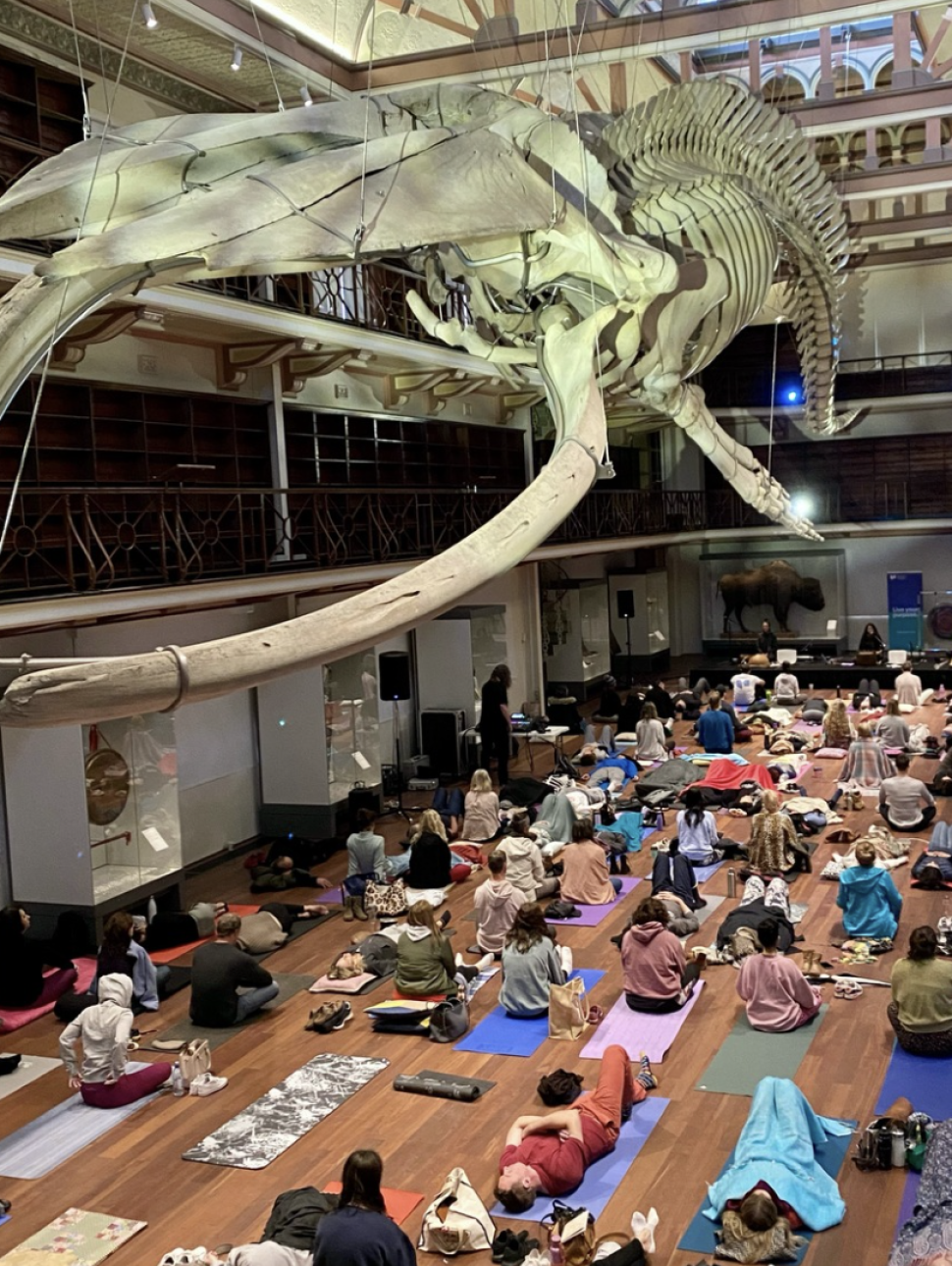 People relaxing on Yoga maps under a Blue WHale Skeleton