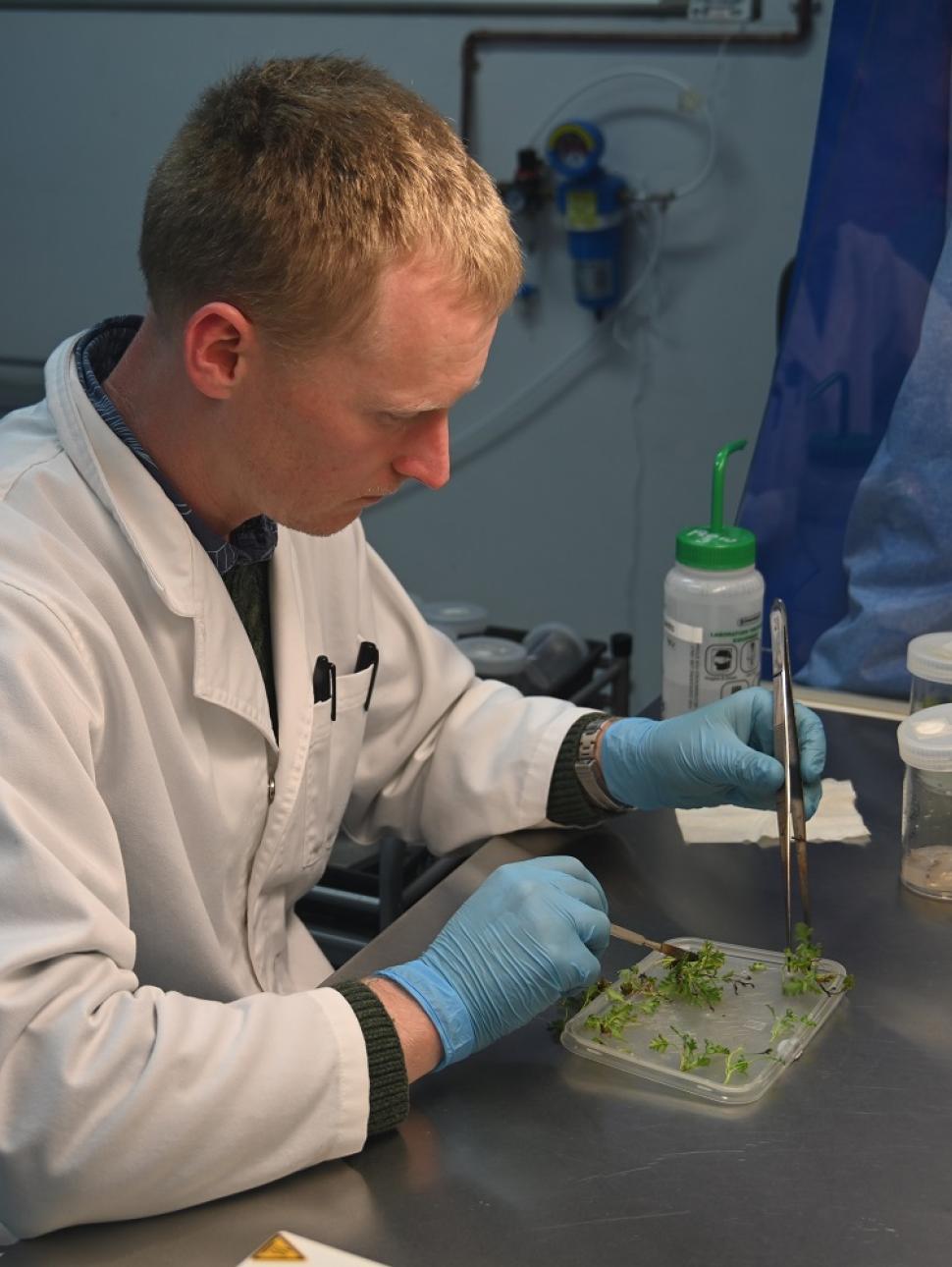 Image shows a scientist from Kings Park undertaking tissue culture work. They have a 
