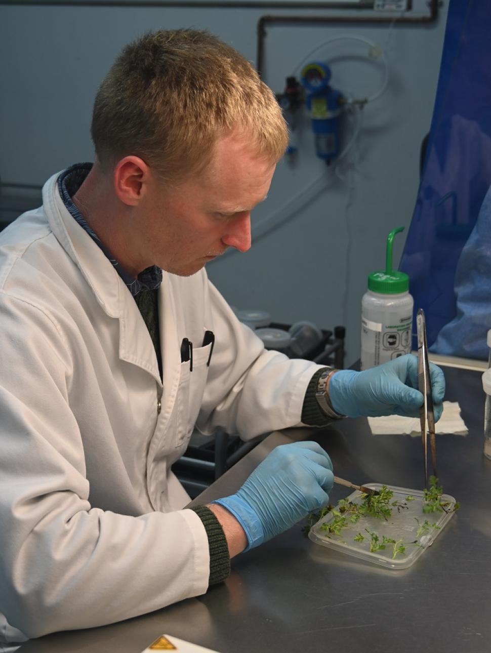 Image shows a scientist from Kings Park undertaking tissue culture work. They have a 