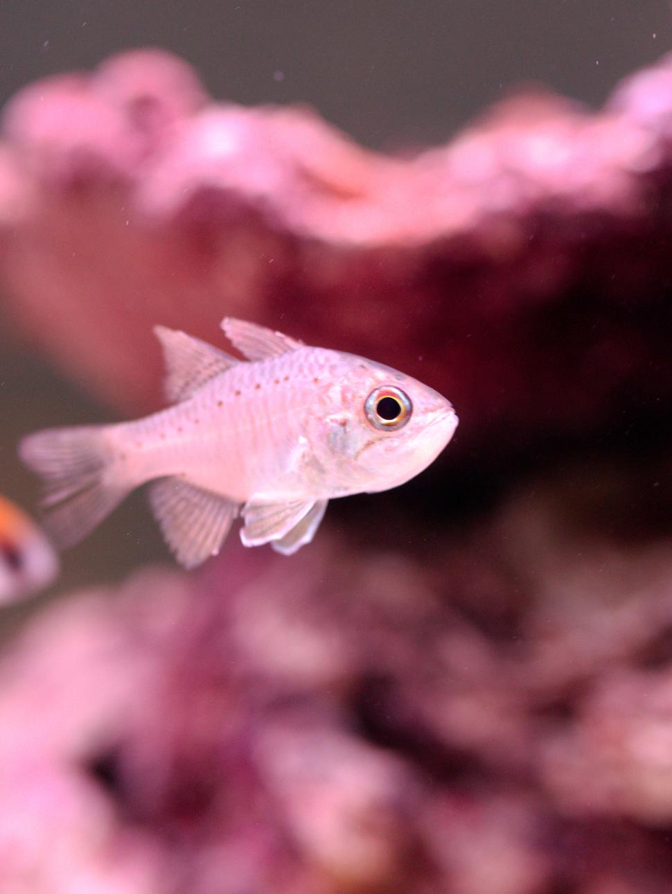 A small silver fish, - Western Gobbleguts, Ostorhinchus rueppellii - swims by some rocks in an aquarium in the WA Down Under gallery at WA Maritime Museum.