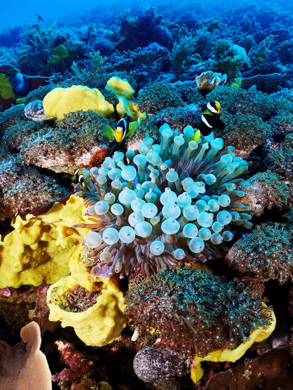 An underwater photo by artist Graeme Gunness from his exhibition Fathoming The Abrolhos at WA Maritime Museum, promoting a talk by Dr Zoe Richards during 2025 Science Week.
