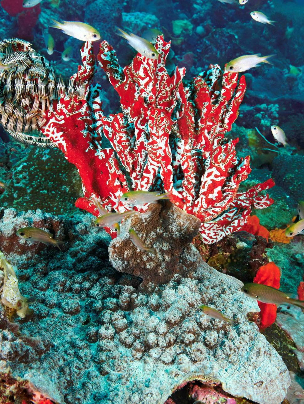 An unidentified sponge located in the deeper waters of the eastern passage of the Abrolhos Islands; one of the images featured in the 'Fathoming the Abrolhos' exhibition by Graeme Gunness at the WA Maritime Museum during 2025.