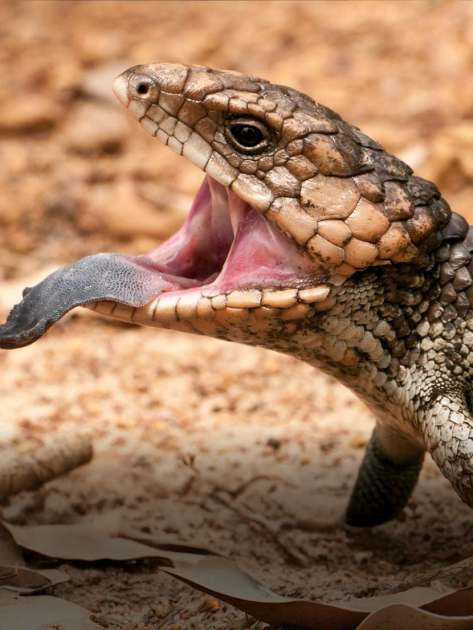 Blue tongue lizzard