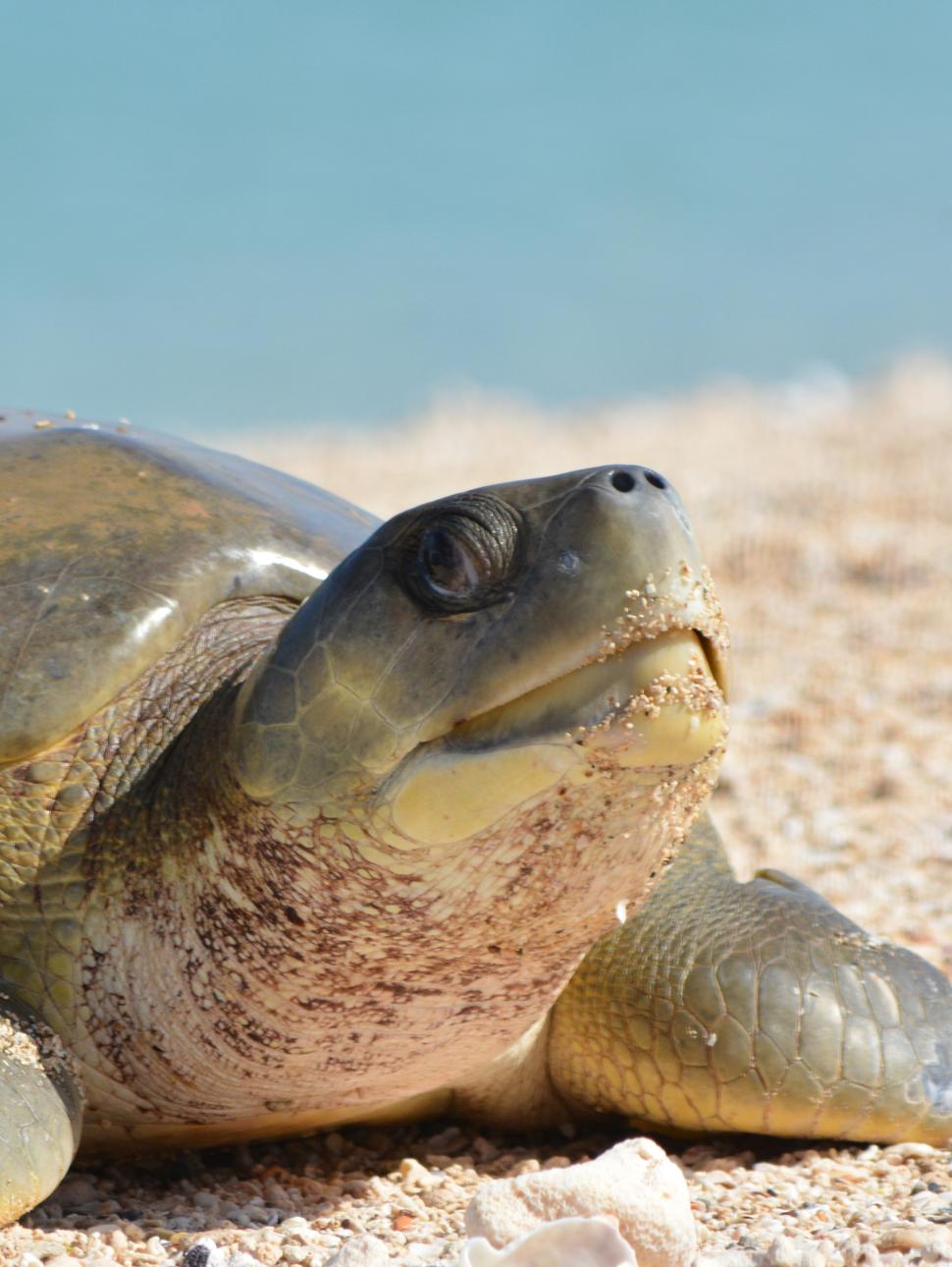 A turtle on a a beach looks directly at the camera, linked to a Nearer to Nature workshop at WA Maritime Museum during July 2025 school holidays.