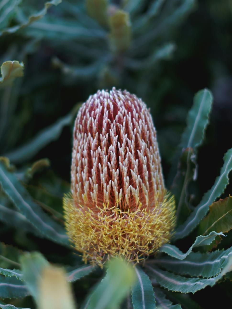 Banksia Western Australia