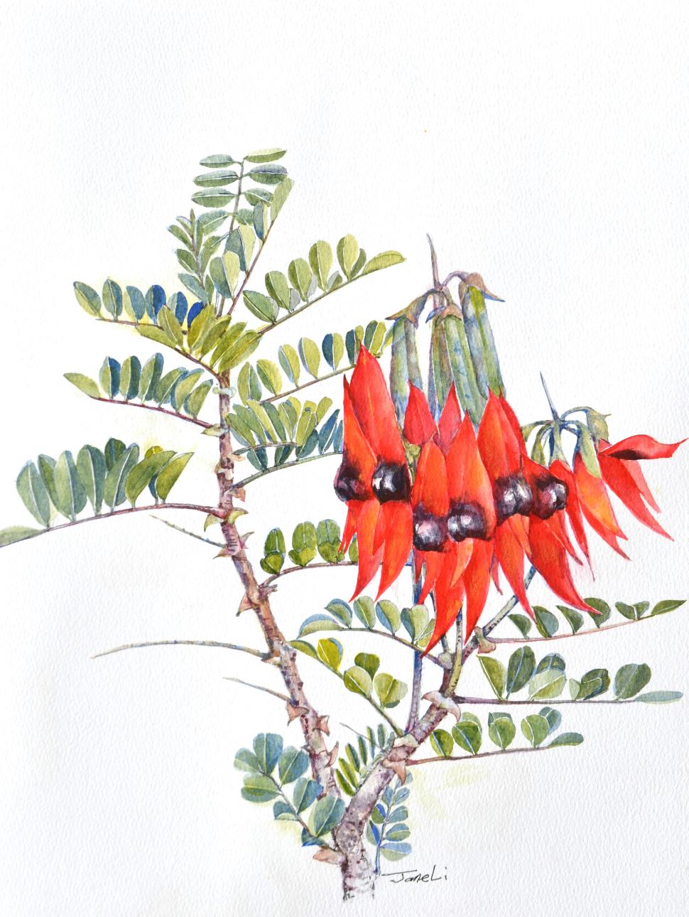 Watercolour artwork of the Sturt Desert Pea