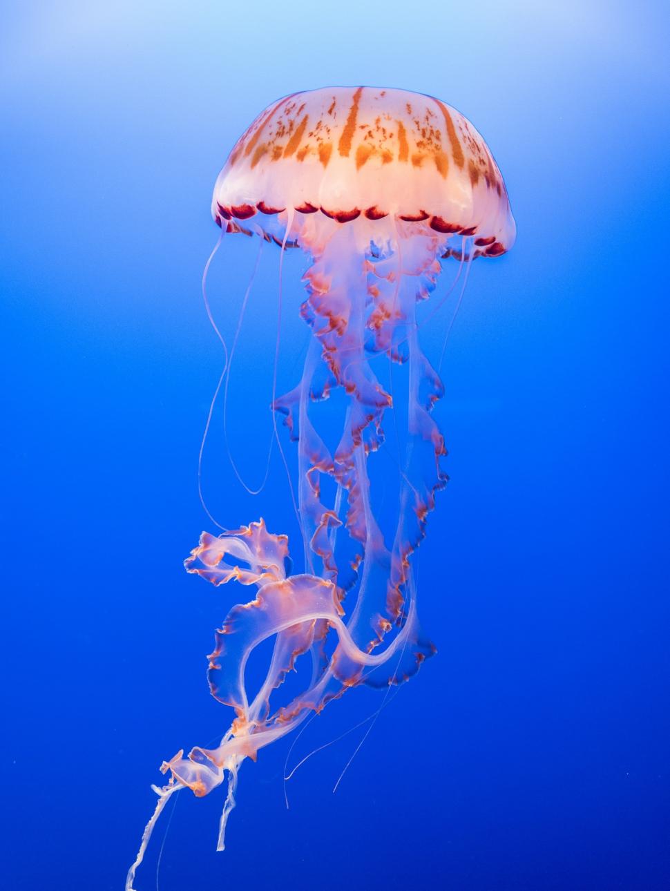 Image shows a large orange coloured jellyfish in the ocean. It has a number of long tentacles hanging below . The colour of the ocean in the background is a clear, bright blue.