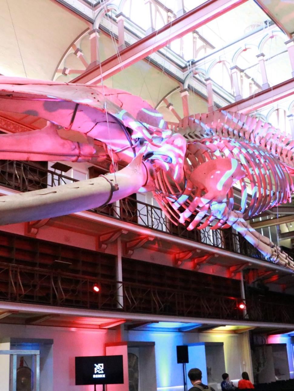A photo of a Blue Whale Skeleton with red lights on it in a public event