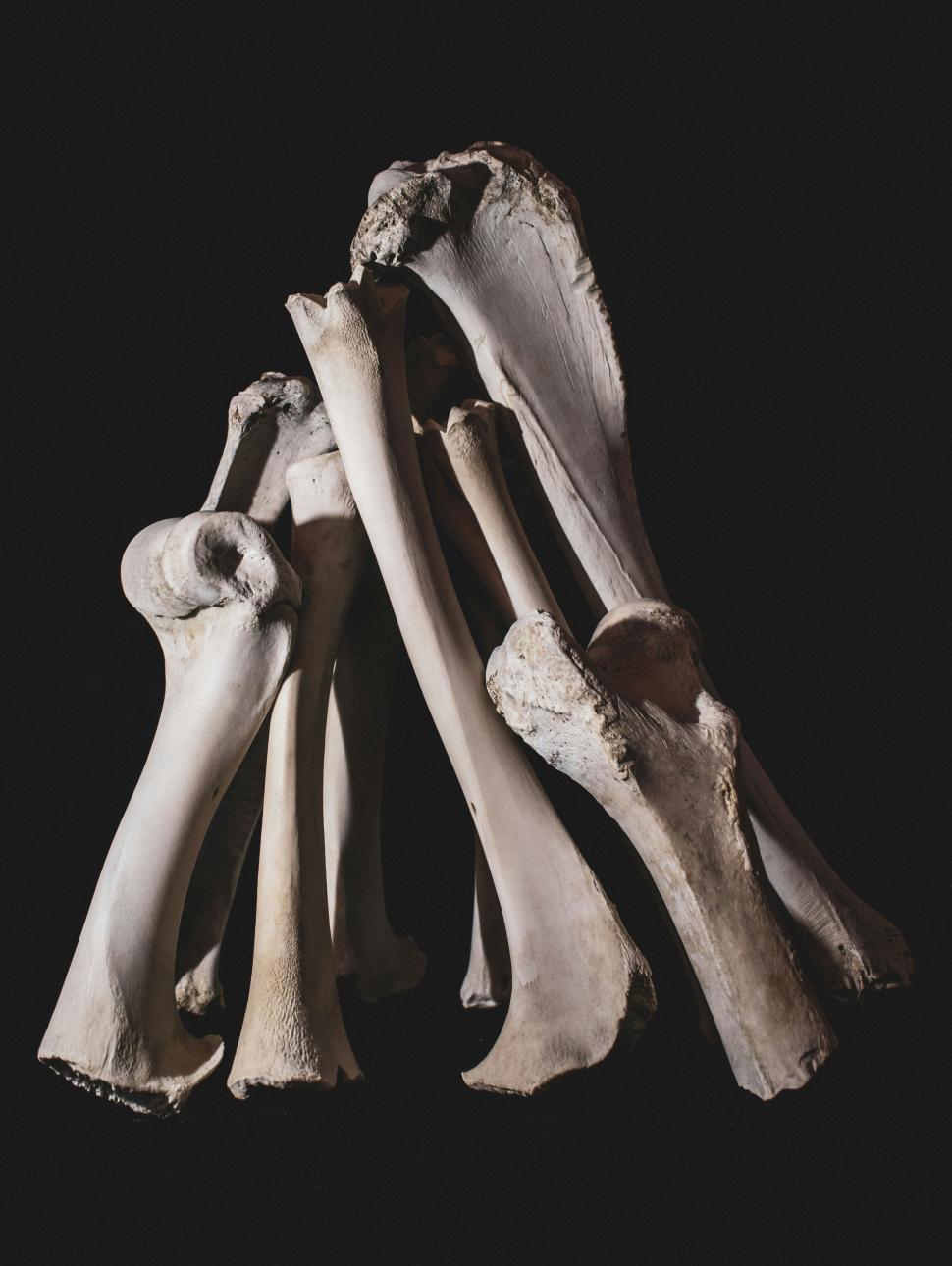 This image shows an number of bones stacked to form a tee- pee shape