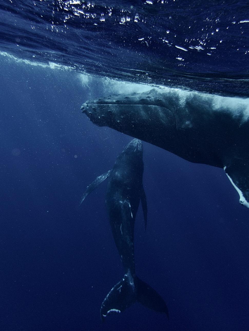 two whales underwater