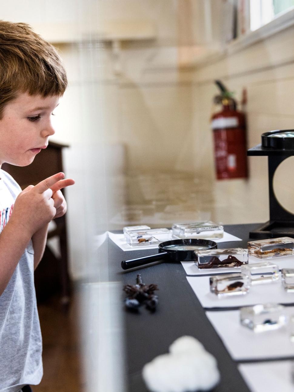 Young boy looking at a selection of insect specimens on a table