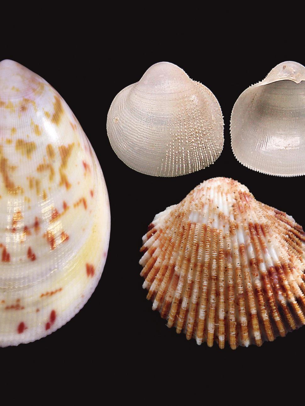 Four new cockle species (top and bottom on the far left: both sides of Pratulum occidentale; middle, larger speckled shell: Acrosterigma extremattenuatum; top-right: both sides of Microcardium scabrosum; bottom right: Ctenocardia pilbaraensis).