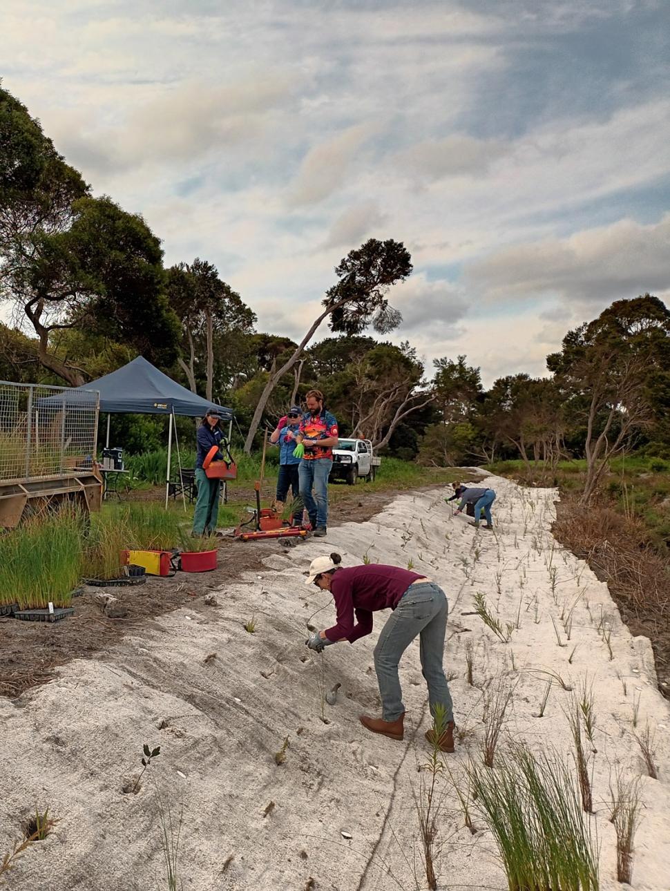 people planting seedlings in a sloped landscape
