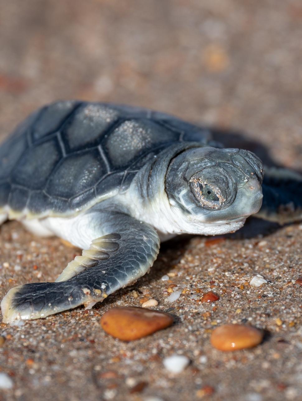 A close up image of a just hatched young flatback turtle on the beach. Its underparts are white in colour with it's shell, head and th tops of flippers grey in colour.