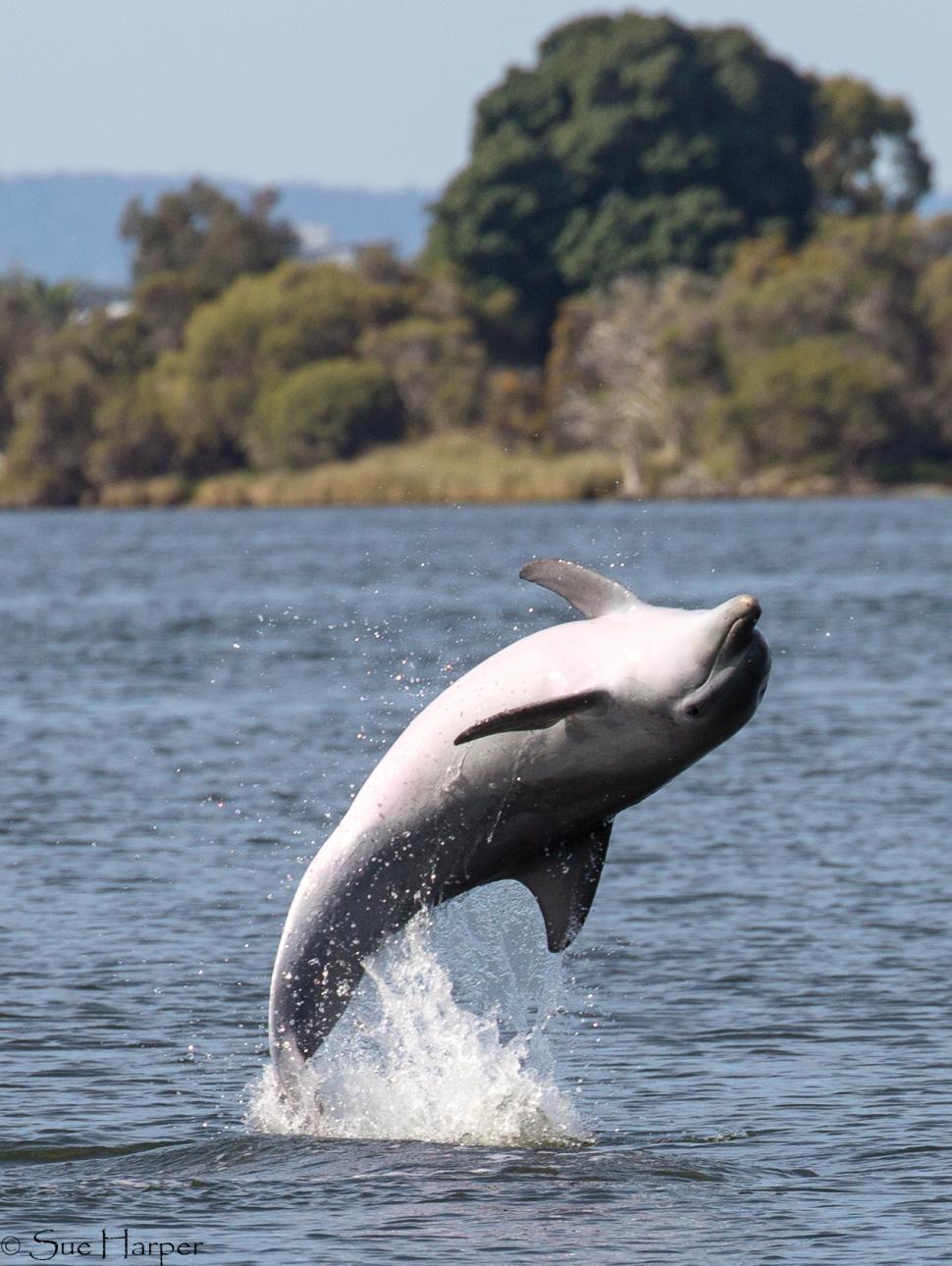 A dolphin takes a playful backwards leap from the water in Swan River waters in Western Australia.