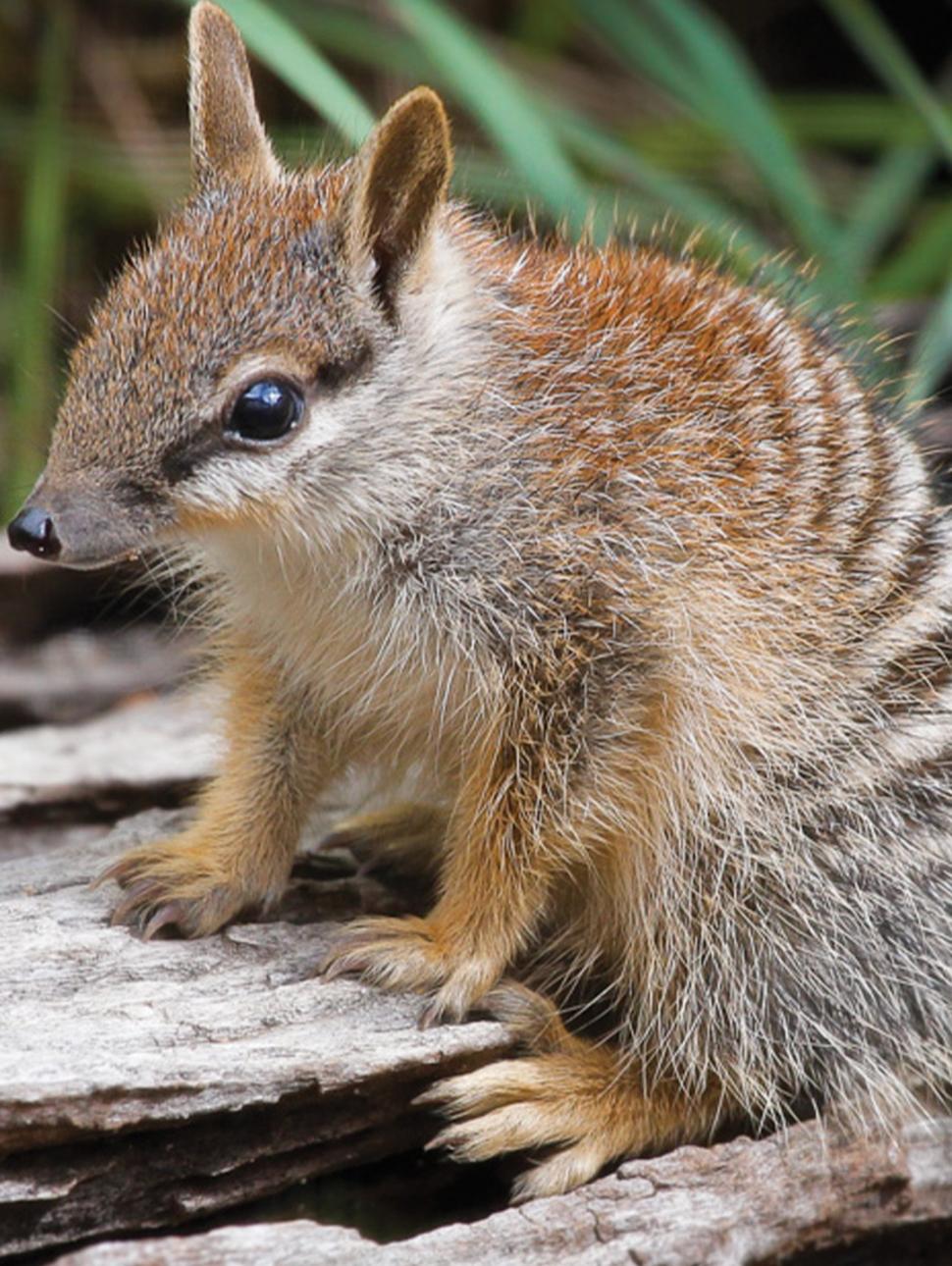 A close up image of a juvenile numbat sitting on a log. THe numbat has a pointy face with a black stripe through the eye. It's body is covered in fur with tiger stripes along the back and on its flanks. 