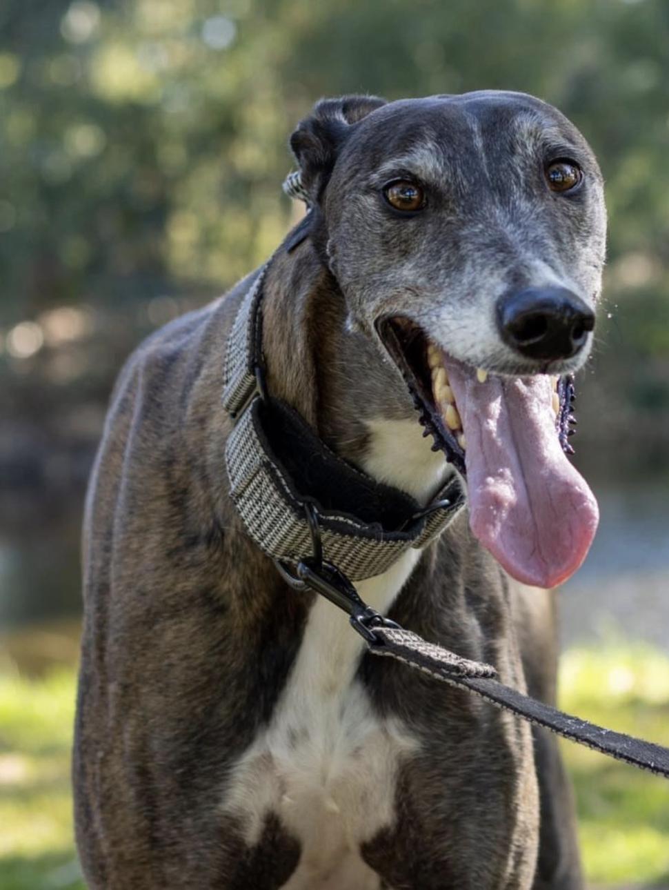 A brindle-coloured dog wearing a harness and leash outdoors, with its tongue hanging out.