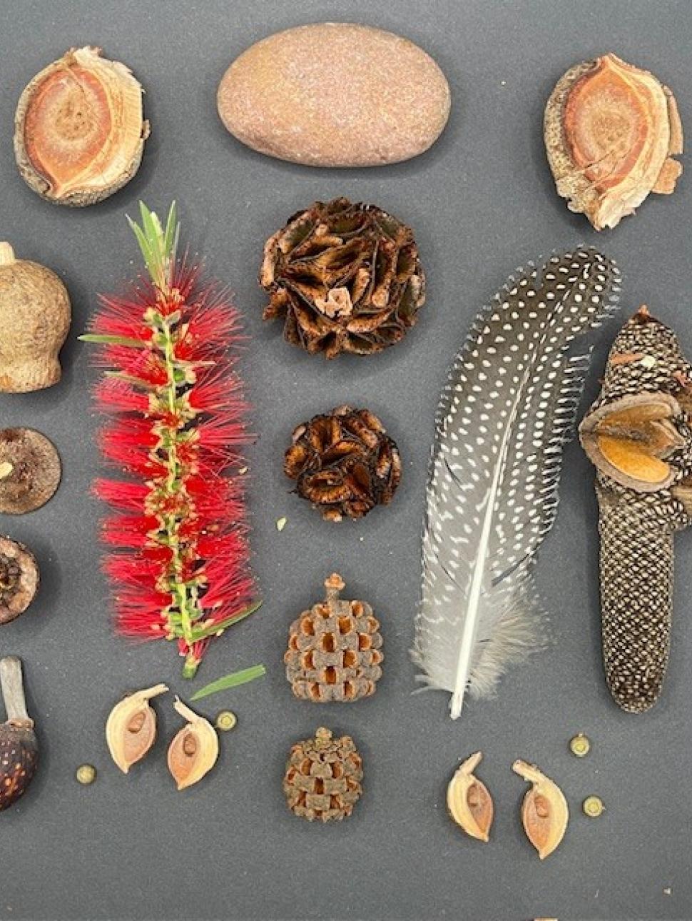 an overhead view of native plants, seeds and feathers arranged 