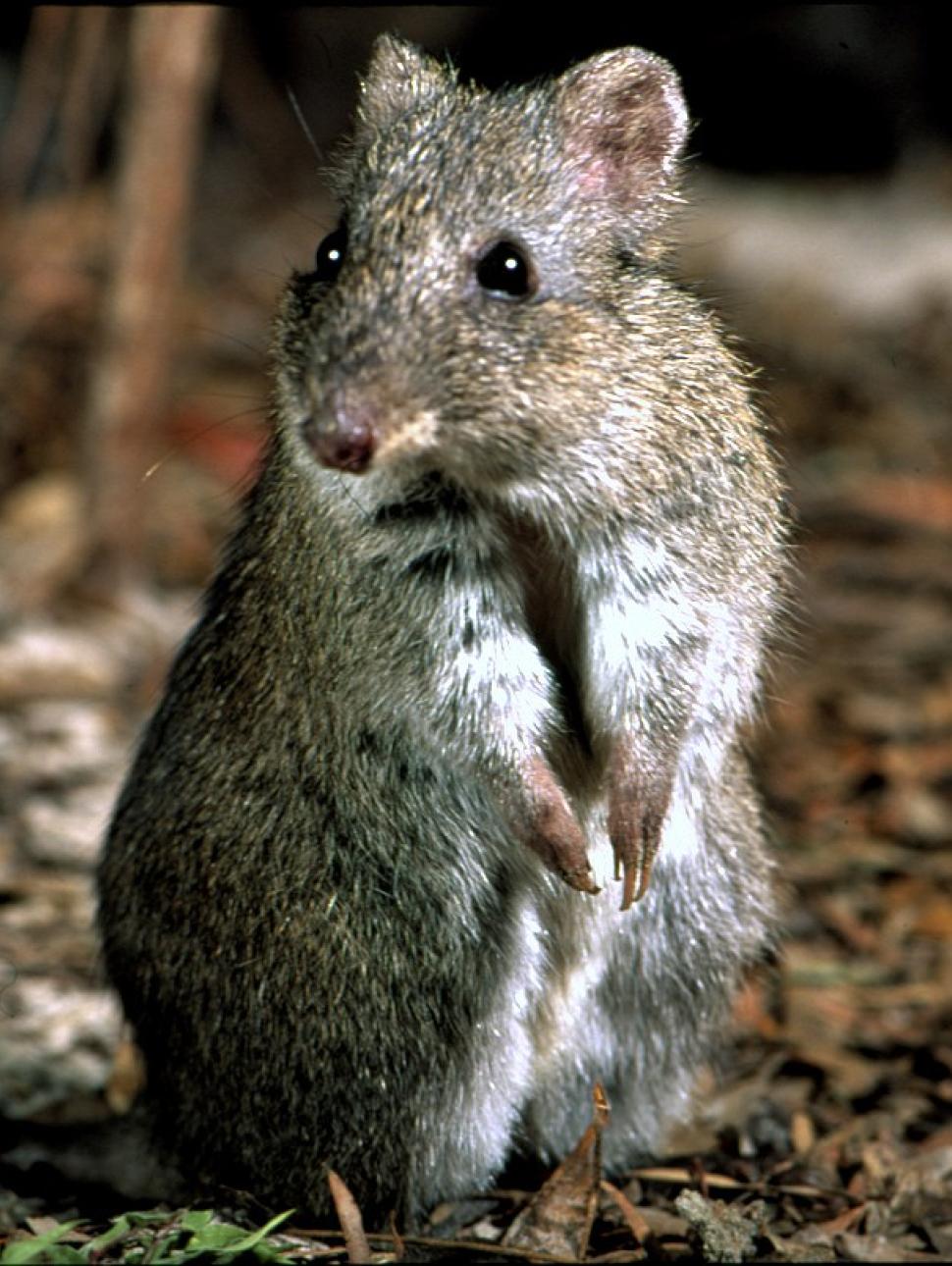 a small animal with brown fur looks toward the camera 