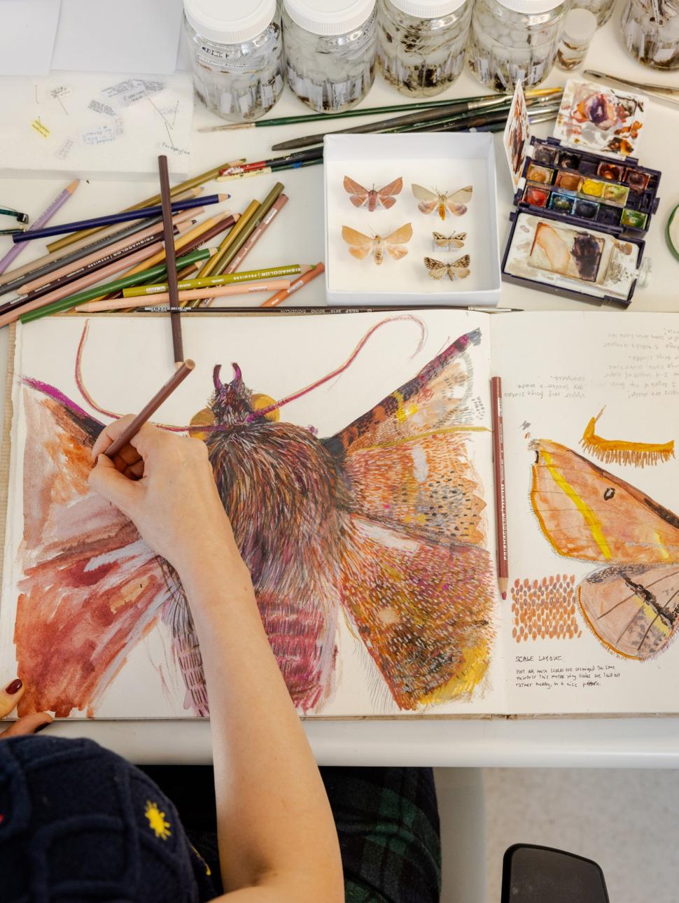 Image shows an artist at work painting a moth from the Museum's collection. Her work is very detailed. There are Museum specimen jars also on her work bench. The image is taken from above her head. 