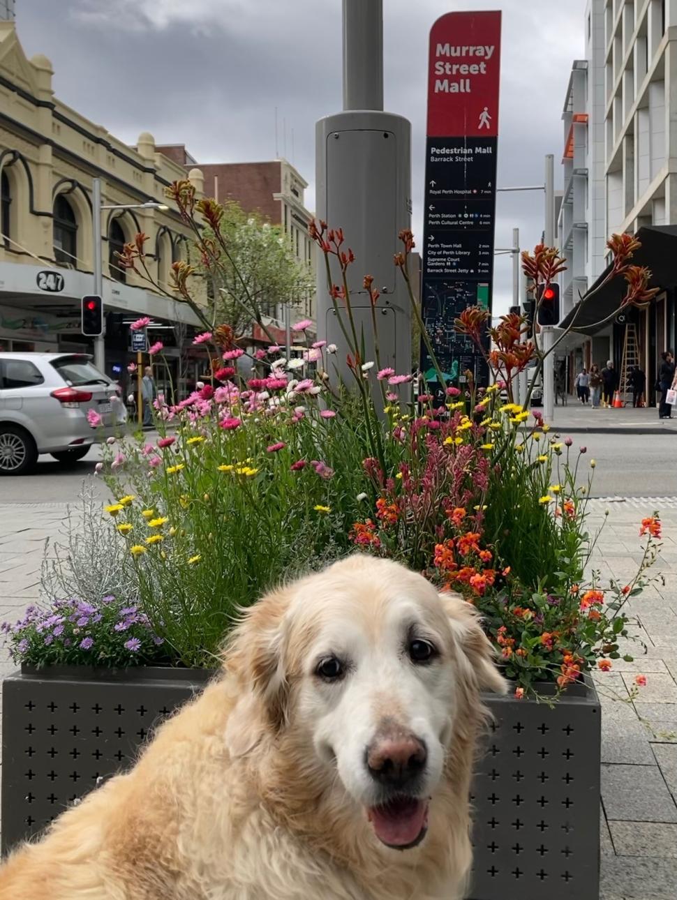 Golden Retriever dog sitting in a city street in front of a flower box