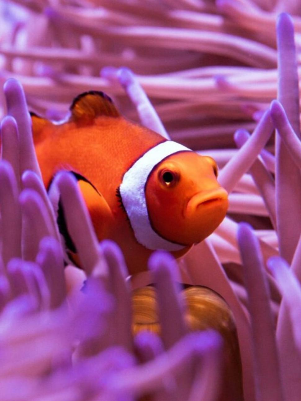 An orange clownfish peeks out of the fingers of a bright purple anemone on the Great Barrier Reef in Australia's northeastern ocean waters off the Gold Coast..