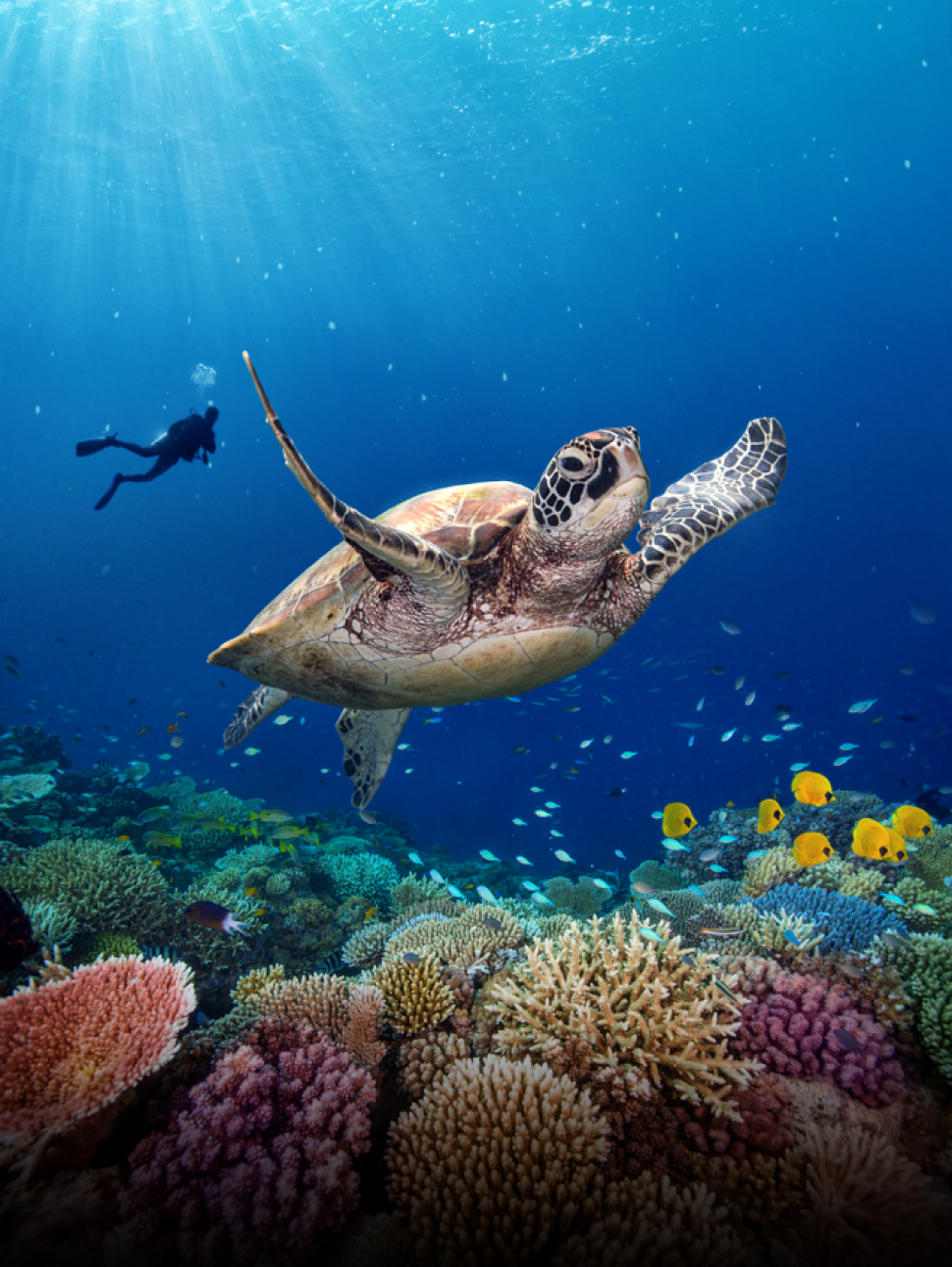 Turtle GBR 