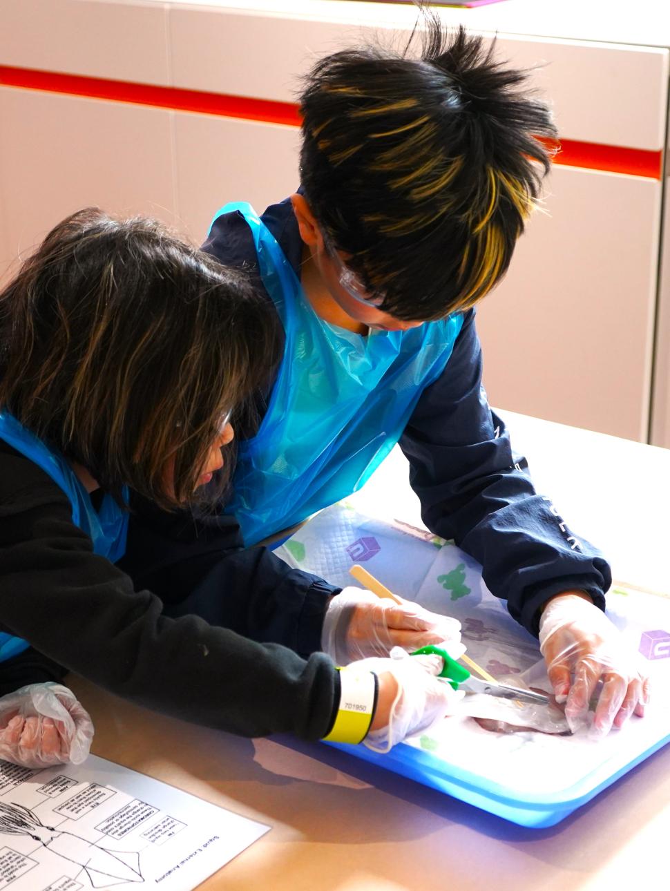 children doing a squid dissection