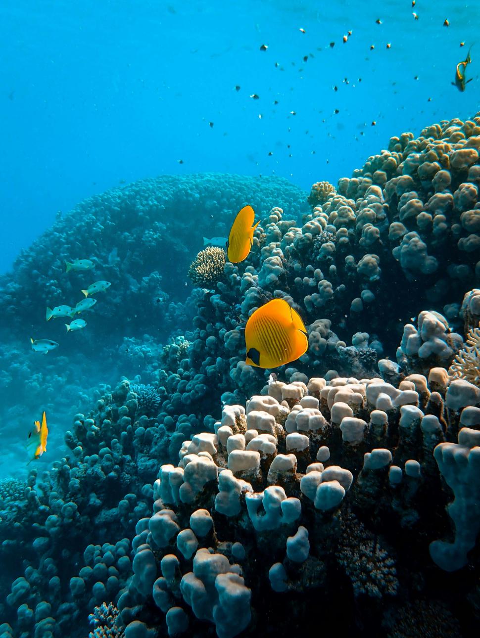 Two striking yellow fish swimming in blue waters nearby a coral outcrop in the Great Barrier Reef.
