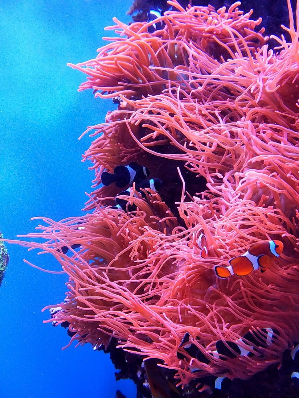 A striking pink anemone surrounded by the blue waters of the Great Barrier Reef, with clownfish concealed throughout the anemone's tendrils.