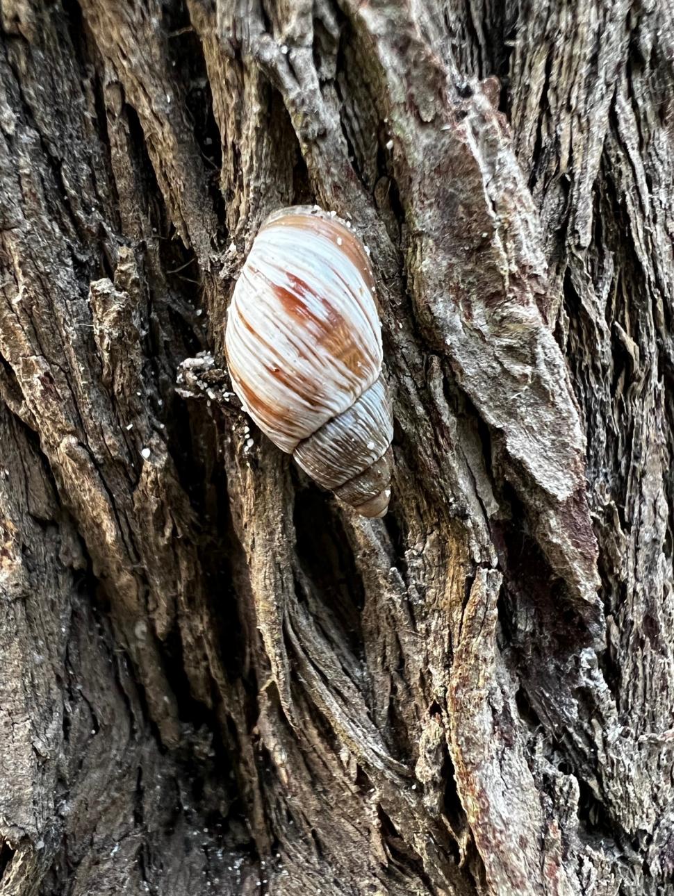a snail on the bark of a tree 