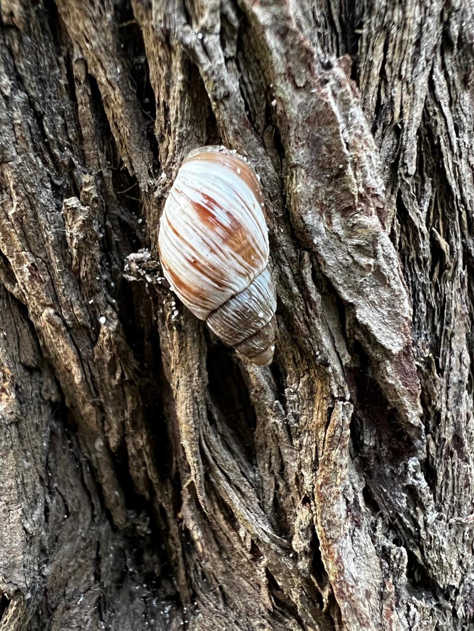 a snail on the bark of a tree 