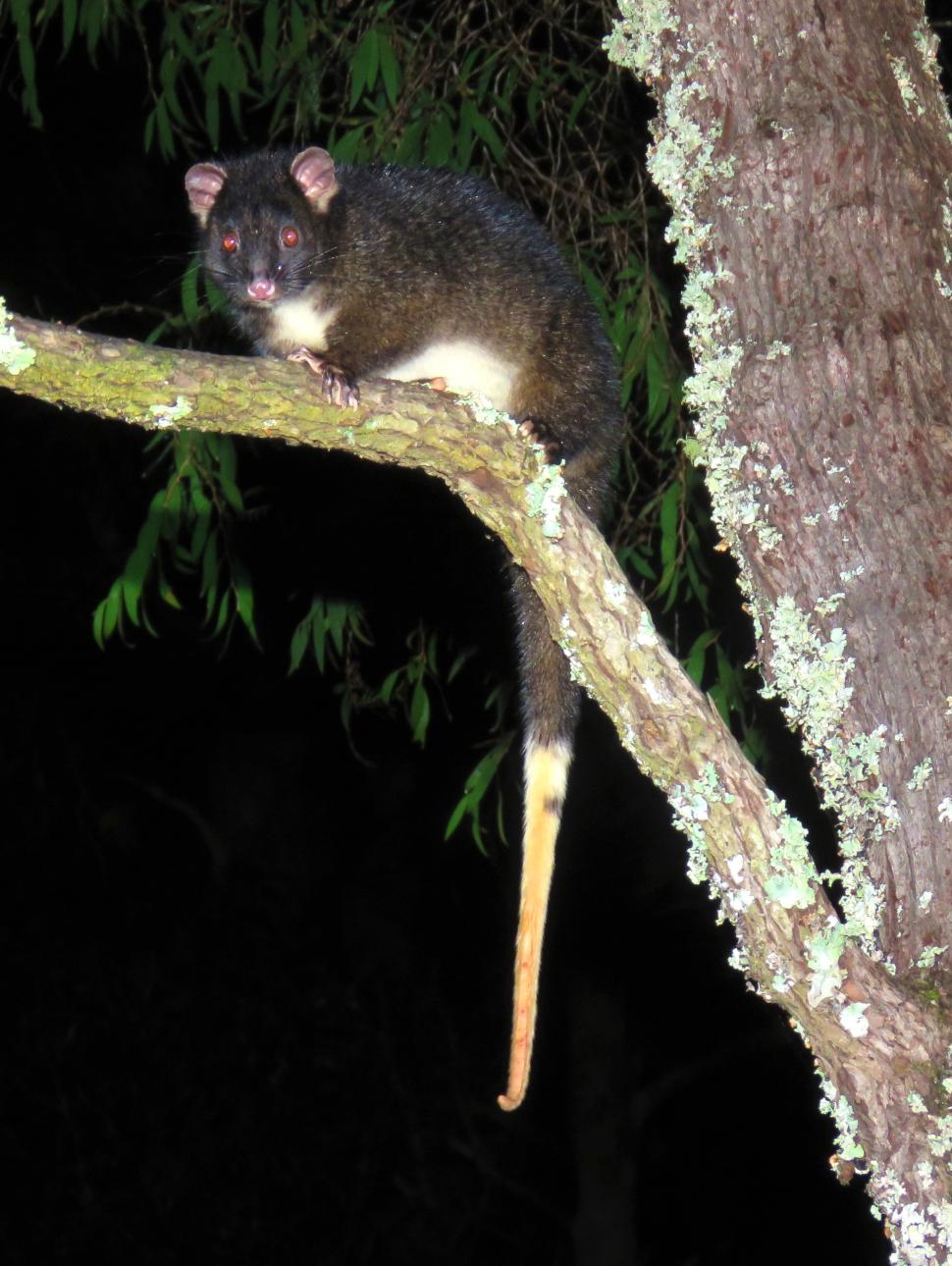 a night time picture of a ringtail possum in a tree 