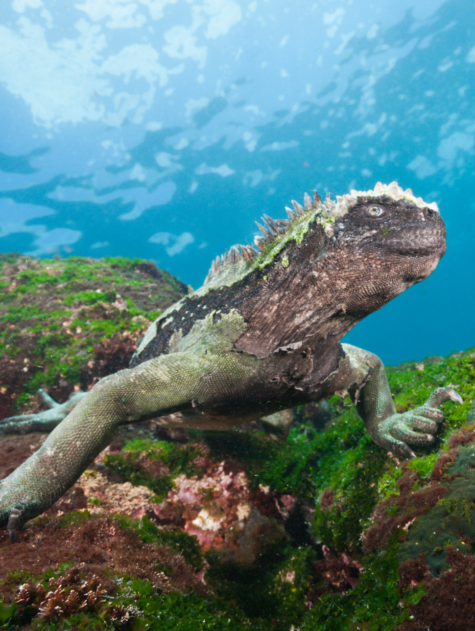 Sea iguana underwater on rocks