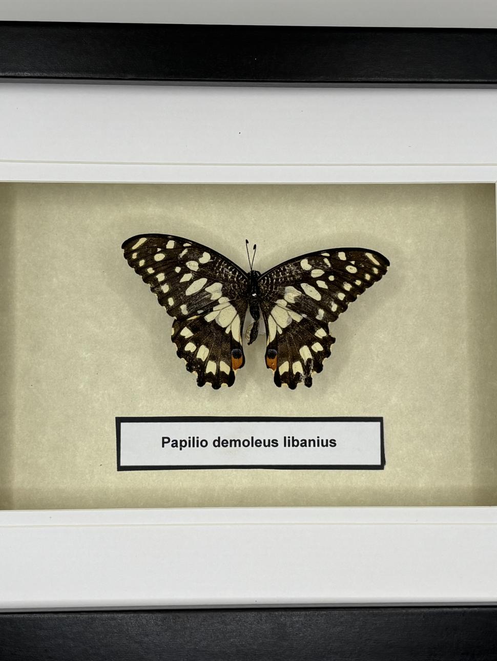 a butterfly is mounted in a shadow box frame