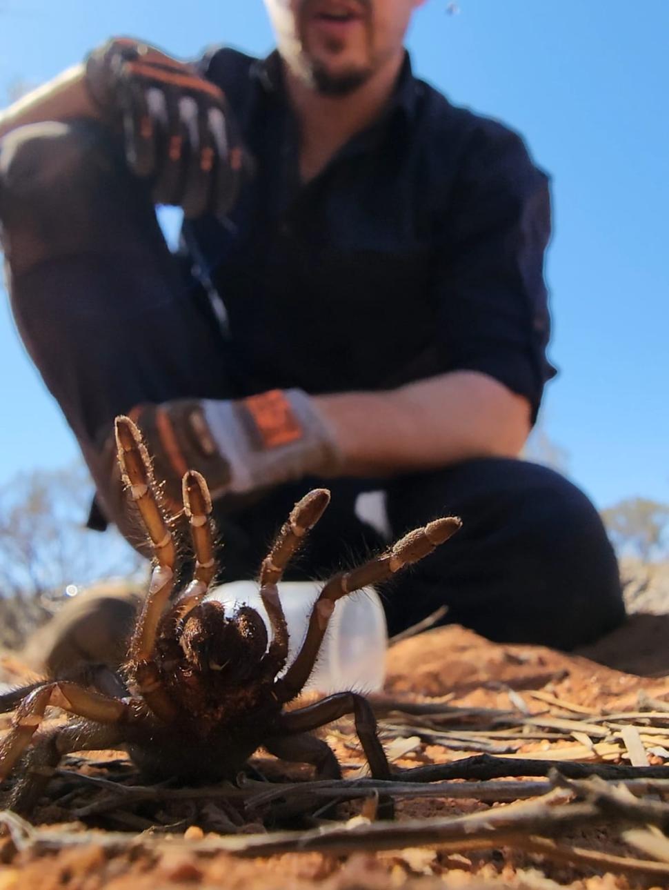 Dr. Jeremy D. Wilson with trapdoor spider 