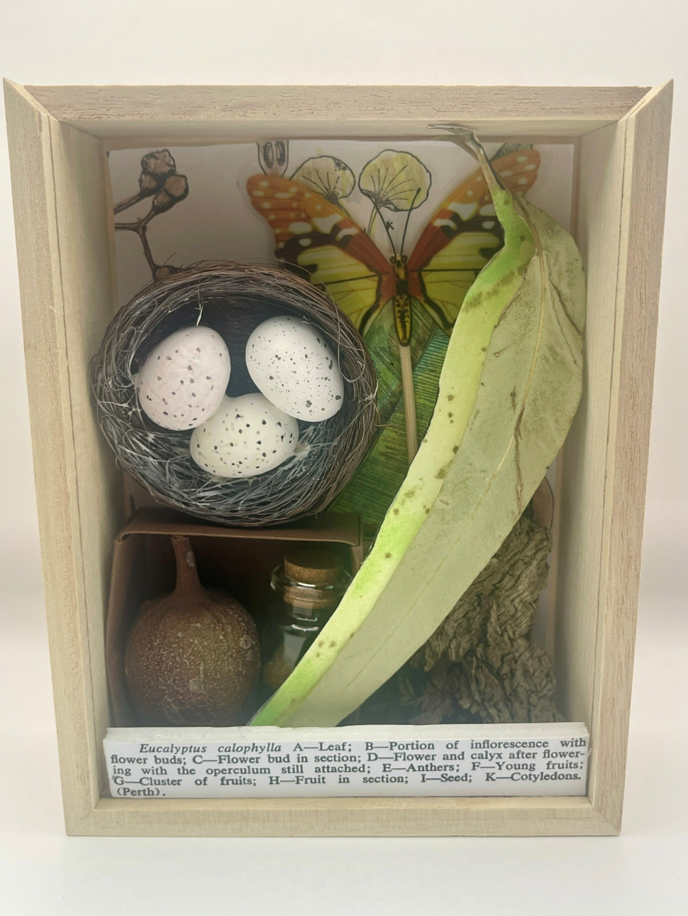 a shadow box filled with drawings, a nest, eucalyptus leaves and a description of the contents 