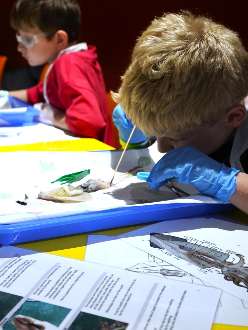 2 children examining squid during a scientific program at the museum