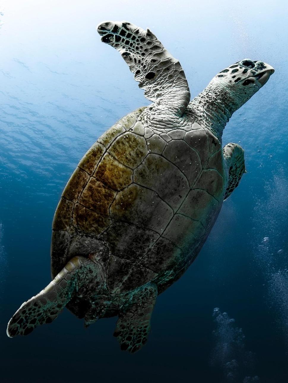 Tortoise in the ocean