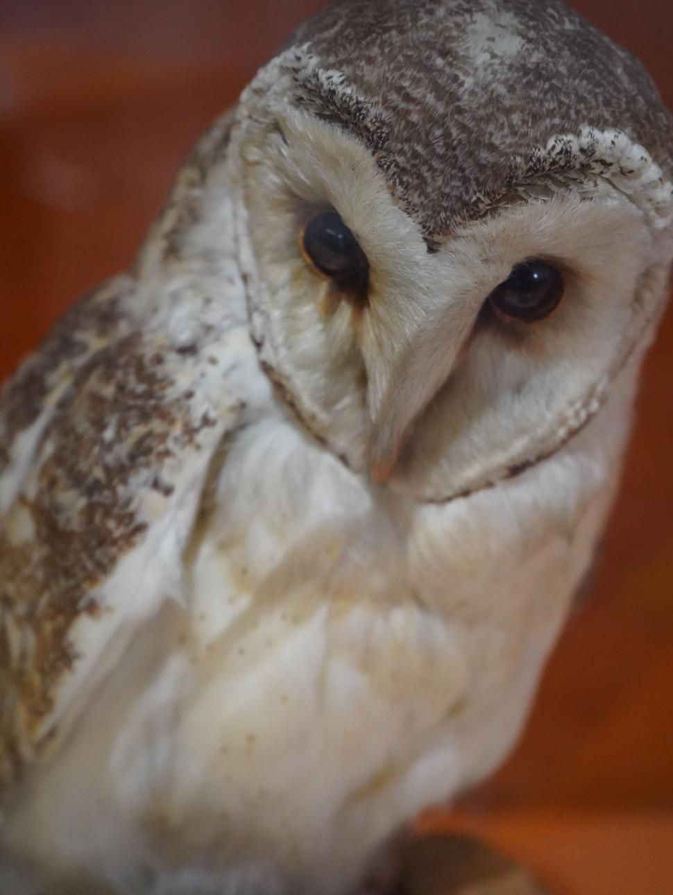 Barn owl with white chest and face and speckled feathers on head and wings