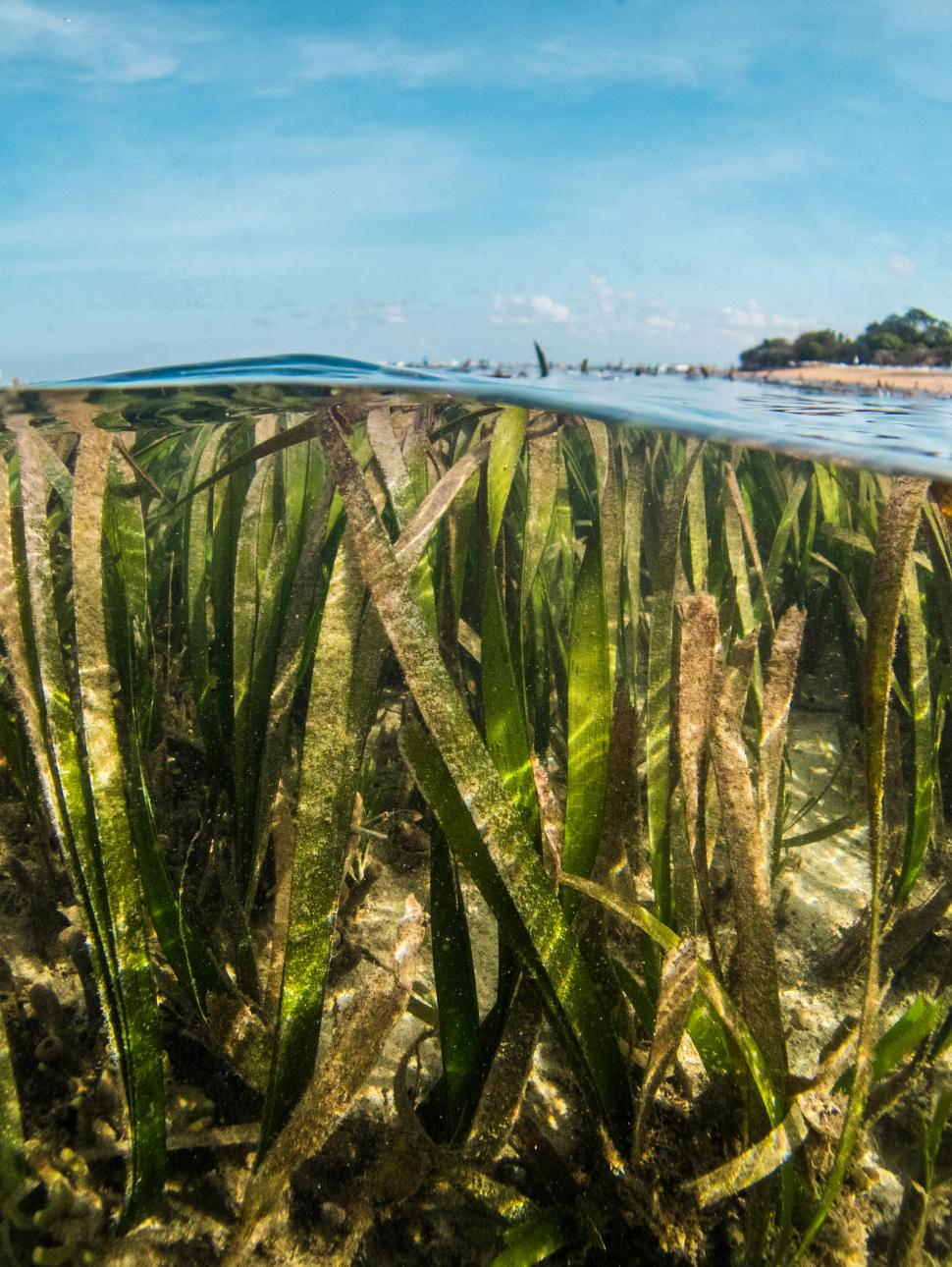 To shoot this image the photographer has partially immersed the camera for us to observe seagrass under water and the sky above the surface. 