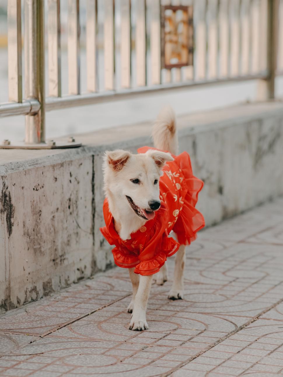 a dog wears a read coat with frills 