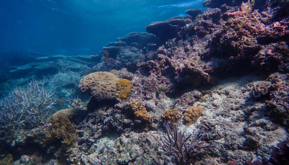 A vibrant coral reef showcasing a diverse array of colorful corals in various shapes and sizes.