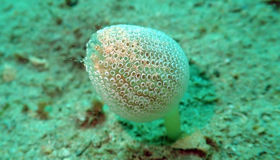 Photo of a white sea squirt, with a porous texture, lying on the ocean floor