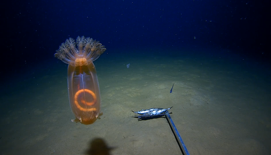 Deep-sea holothurian