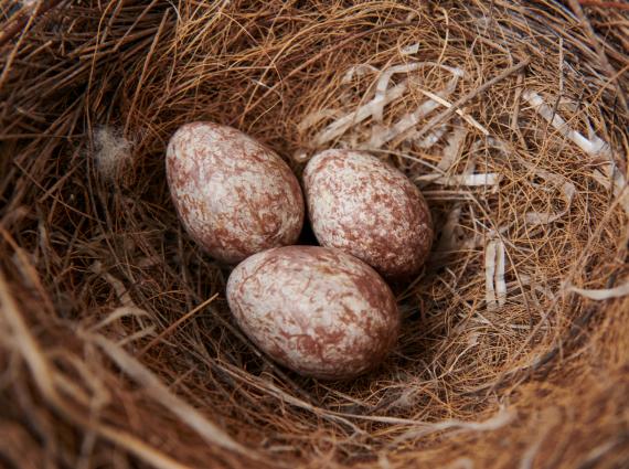 Three eggs in a large nest