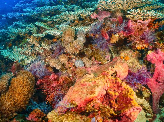 An underwater shot of reef on the Abrolhos showing brightly coloured assorted corals and reefs