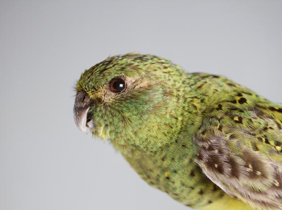 A close up on the head and shoulders of a small green night Parrot bird which is decorated with vividly coloured green and yellow feathers with brown accents. It opens its beak slightly as if it's alive and stares at the camera with a deep brown eye