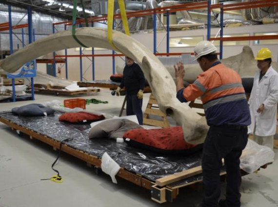 Three people wearing helmets surround a large blue whale bone being held in the air by straps