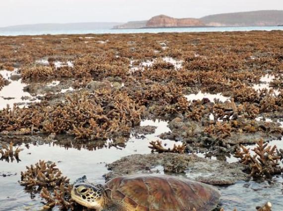 A Green turtle resting in coral at low tide